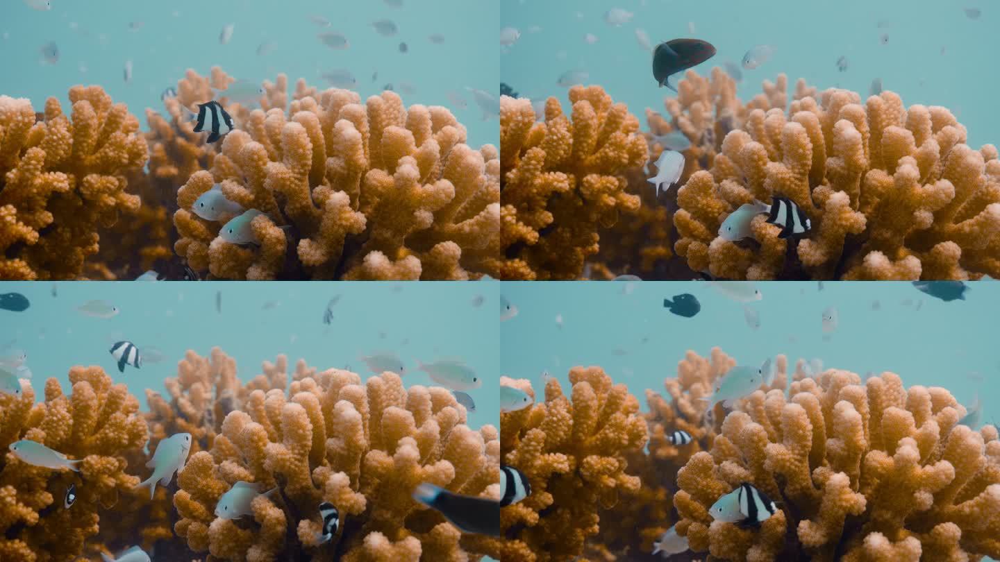 珊瑚和鱼类的水下特写镜头