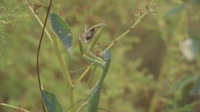 自然动物昆虫螳螂觅食视频素材3