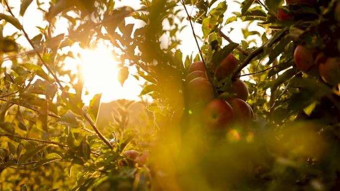 夕阳下的苹果园果蔬智慧种植绿色健康食品农