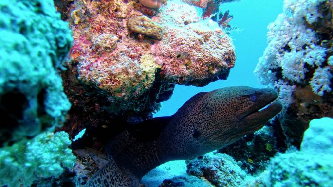 隐藏在珊瑚礁中的马里的水下照片