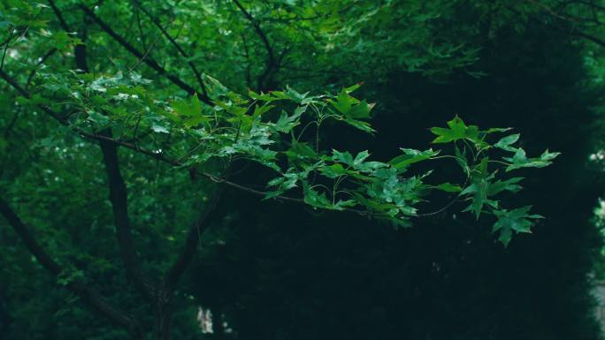 秋雨后的公园枫树落叶