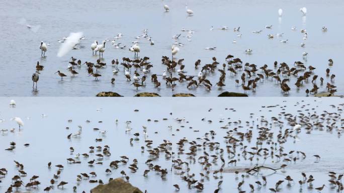 深圳湾滩涂的各种鸟类