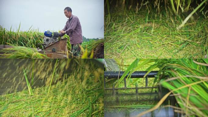 农业农村农民水稻丰收