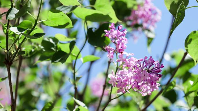 丁香花