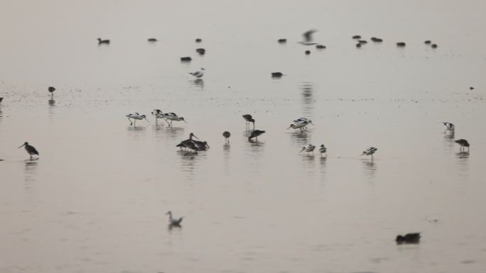 深圳湾滩涂的鸟类、洗澡的红嘴鸥群