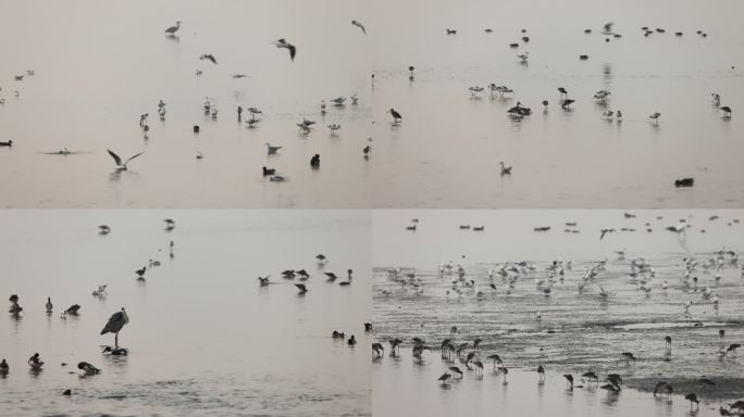 深圳湾滩涂的鸟类、洗澡的红嘴鸥群