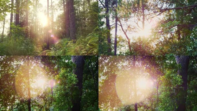 阳光透过松树林