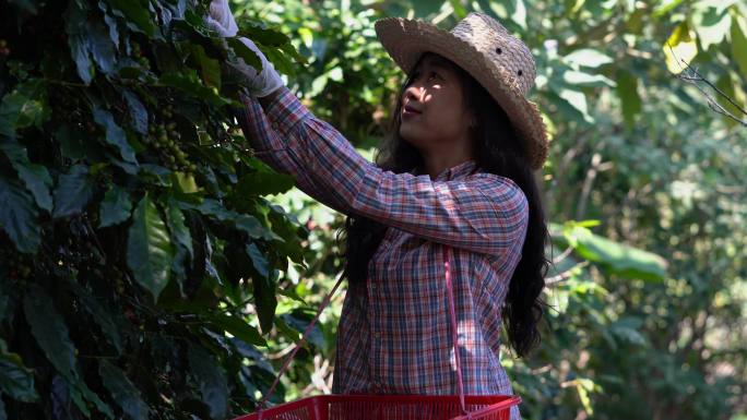 黄色新鲜的阿拉比卡或罗布斯塔成熟枝条，是树上的有机咖啡浆果豆。作物水果季节。咖啡种植园农艺师收获场背
