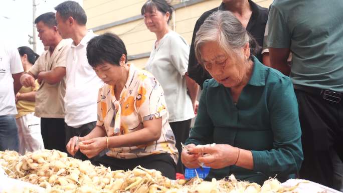 农民丰收节拨荞头大赛