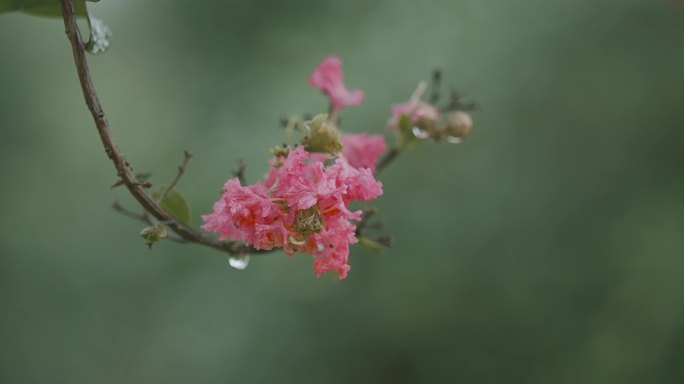 紫薇 花丛 紫薇花 紫薇树