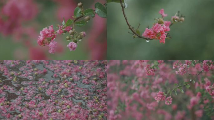 紫薇 花丛 紫薇花 紫薇树