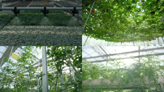 滴灌 温室大棚 蔬菜 农业 南瓜 菜苗