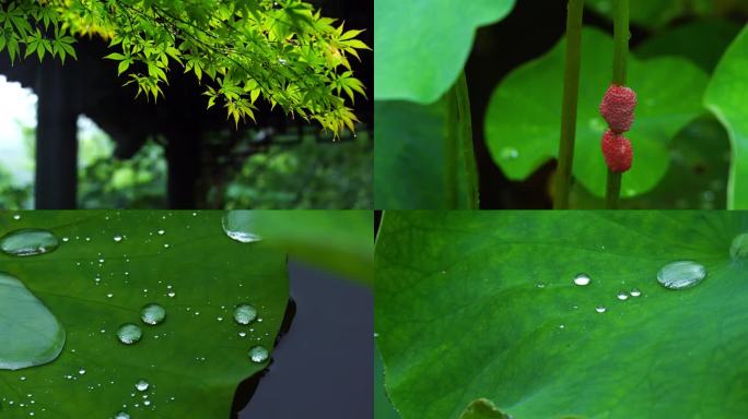 下雨水滴雨滴雨季谷雨树叶唯美空镜