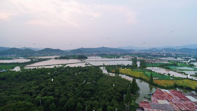 一大群白鸟白鹭从树林飞起航拍