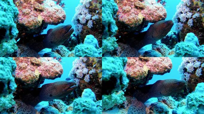 隐藏在珊瑚礁中的马里的水下照片
