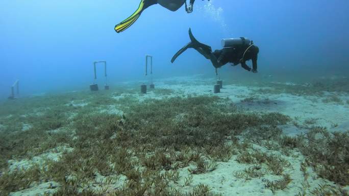 两名男子在海洋中潜水的4k视频片段