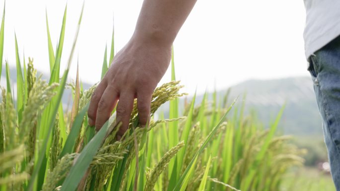 手触摸丰产的水稻