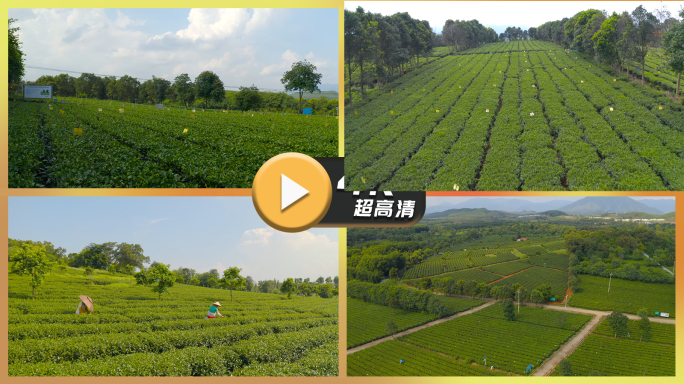 茶山茶田航拍多景别