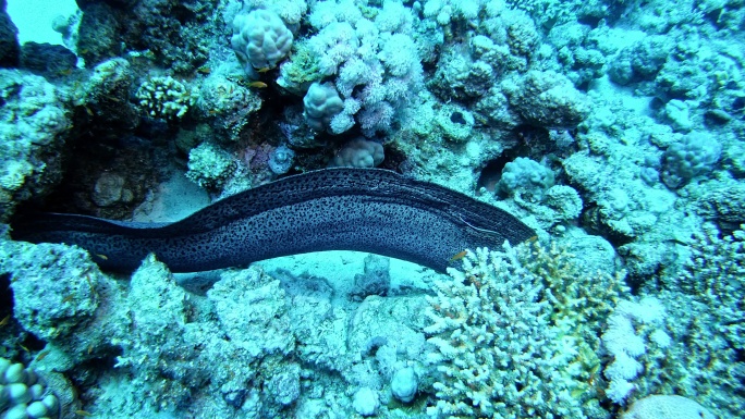 隐藏在珊瑚礁中的莫亚尔的水下照片