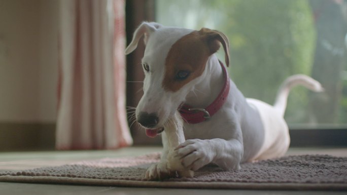 杰克·拉塞尔梗犬喜欢在家里嚼骨头。