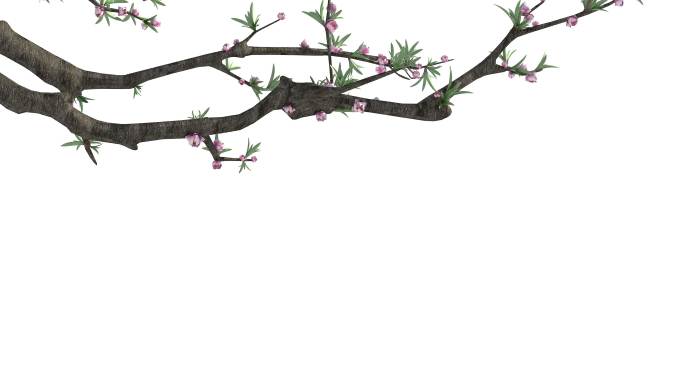 桃花植物生长动画9_转场植物+挂角植物