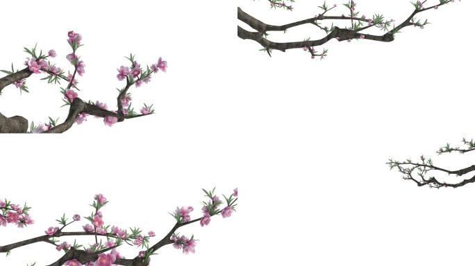 桃花植物生长动画9_转场植物+挂角植物