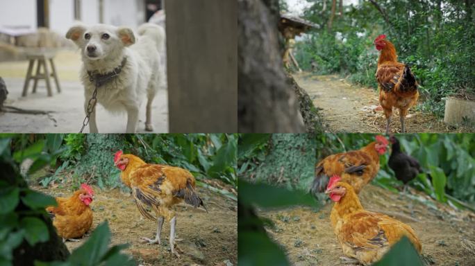 农村里的狗和鸡