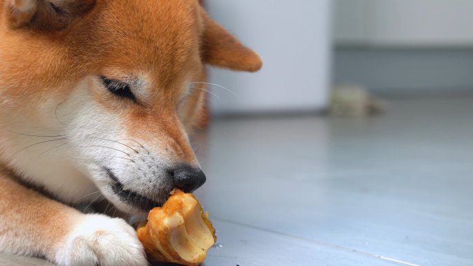 柴犬小狗趴在地上啃骨头磨牙