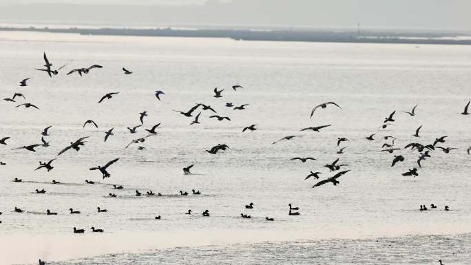深圳湾滩涂的鸟类