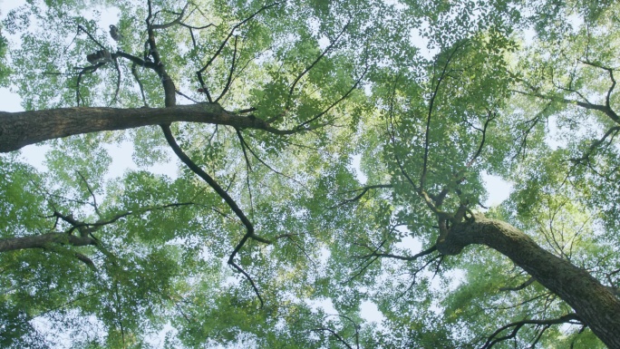 树林 森林 大自然 生命 生态环境