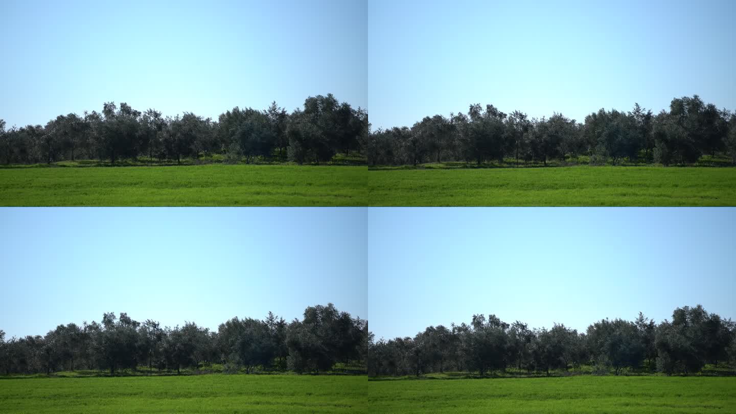 乡村橄榄树景观。唯美浪漫抒情