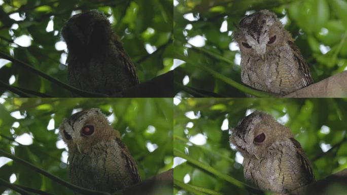 呆萌的领角鸮：白天伫立栖息在茂密枝条上