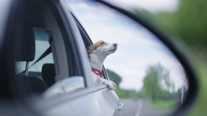 三张杰克·拉塞尔·特利尔（Jack Russell Terrier）通过侧镜享受公路旅行的照片