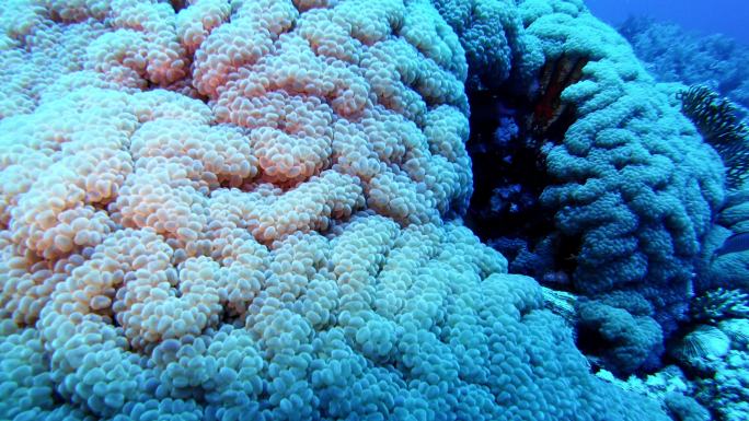 水下生命。银莲花珊瑚群