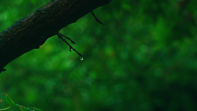 树枝上的一滴雨-升格