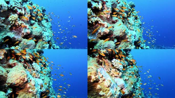 充满活力的水下珊瑚礁和鱼群