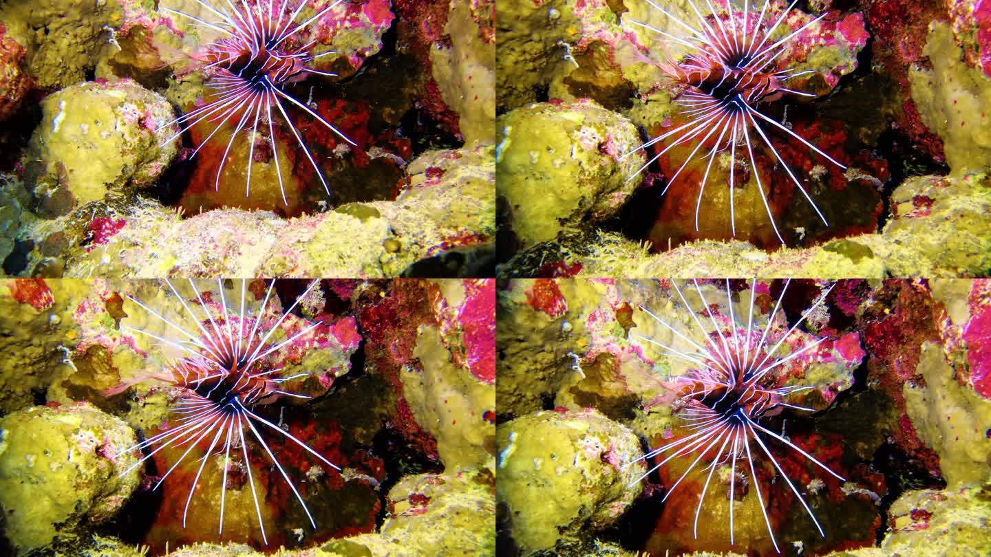 水下生命。多色珊瑚上漂浮的狮子鱼