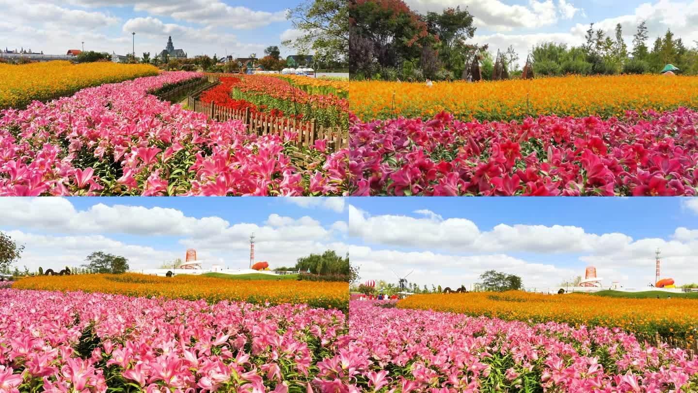 荷兰花海 百合花 花田 花园 花 公园