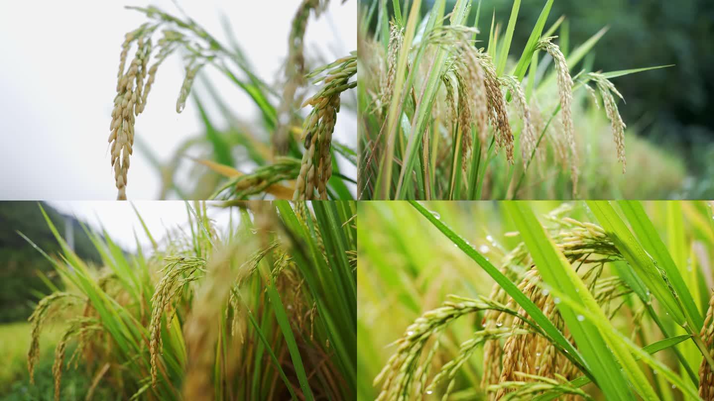 4K大米水稻农业稻田粮食