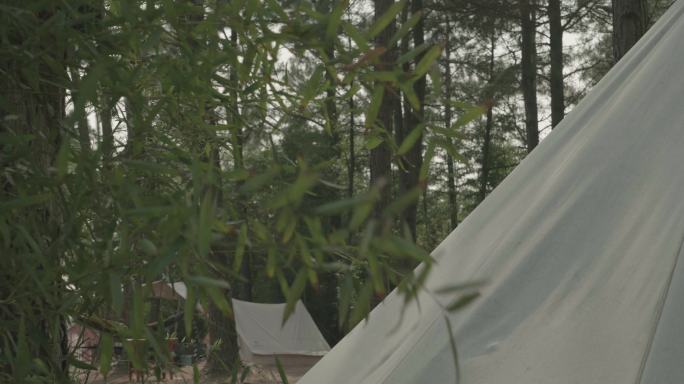 帐篷和树