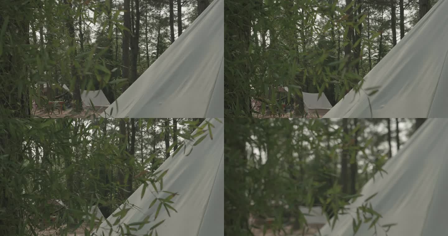 帐篷和树