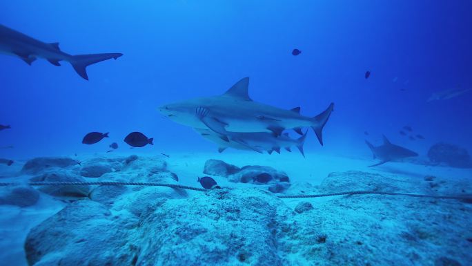 海洋中牛鲨的水下照片