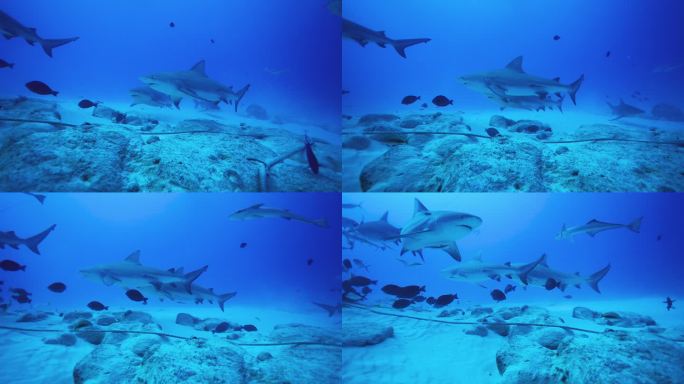 海洋中牛鲨的水下照片
