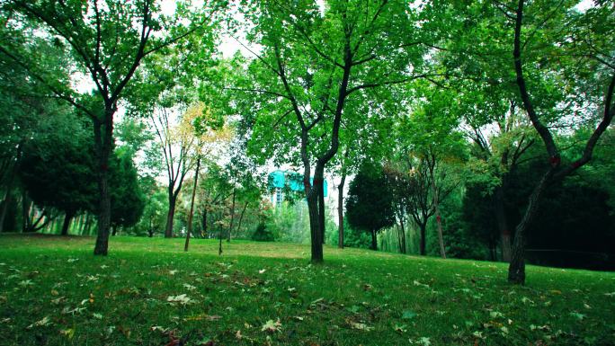 秋雨后的公园绿地枫树落叶