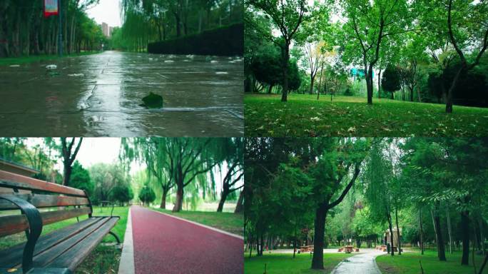 秋雨后的公园绿地枫树落叶