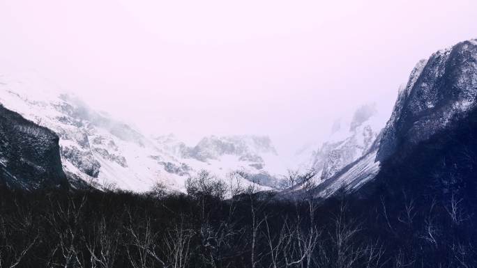 长白山 枯树林 雪山 积雪 生态环境