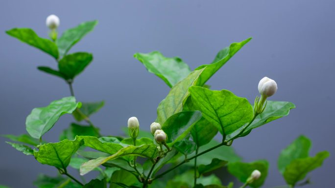 茉莉开花延时摄影