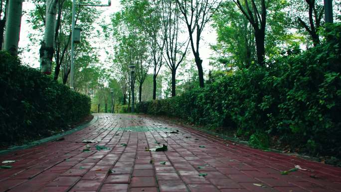 秋雨后的公园风景小路枫树落叶