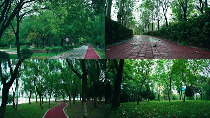 秋雨后的公园风景小路枫树落叶