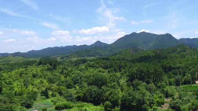 自然生态 青山绿树 航拍森林 森林 美景